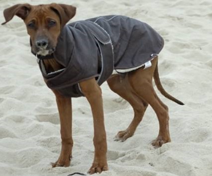 Nero mit Mantel auf Sylt