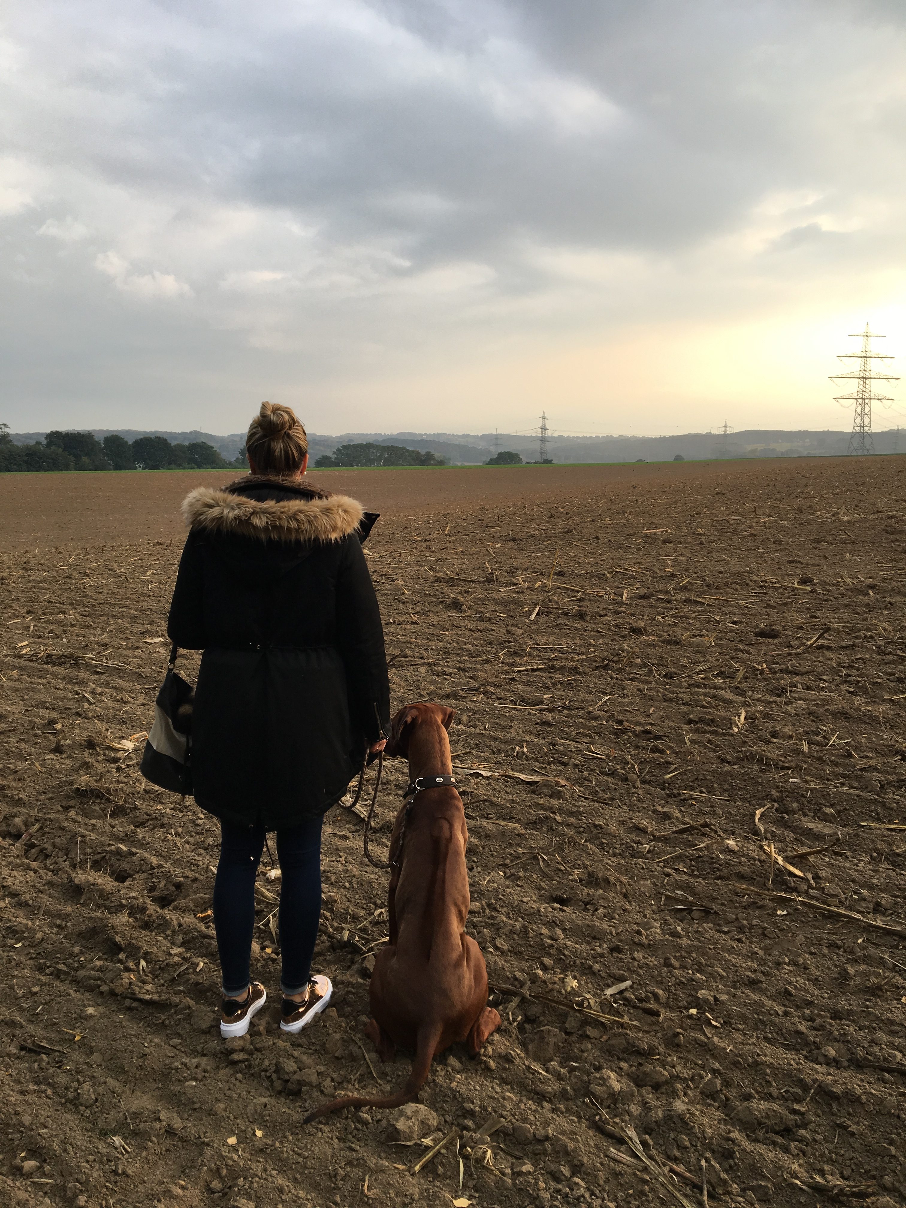 mit-rhodesian-ridgeback-auf-dem-Feld